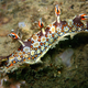 Illustration for article titled Striking Photographs Of Sea Slugs Expose The Alien World Under the Sea